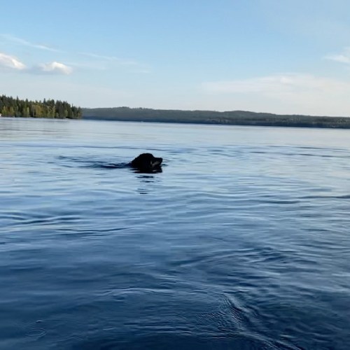 Just two floofs learning how to swim/not drown each other #labernese #goldenbernese #puppiesofinstag