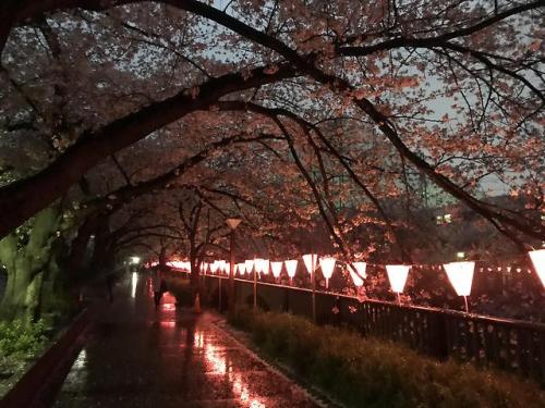 japanpix:Nakameguro about a week ago during the rain.