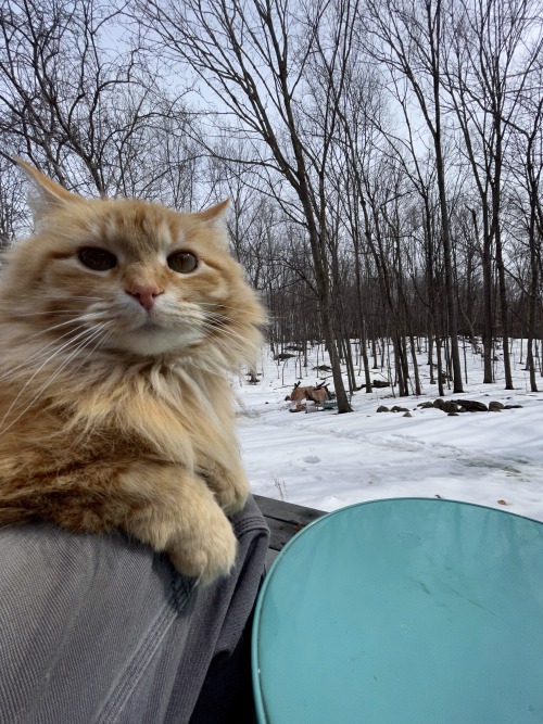 Happy Caturday!  Perfect day to be out with a camera….had a Barred Owl visit for a few hours 