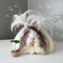 guineapiggies:  via livebreatheluv   Lol