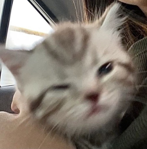 G-gatitos??