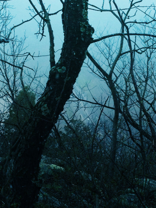 teakayblue:Cloudy skies and trees. Original photos by my friend Robby. 