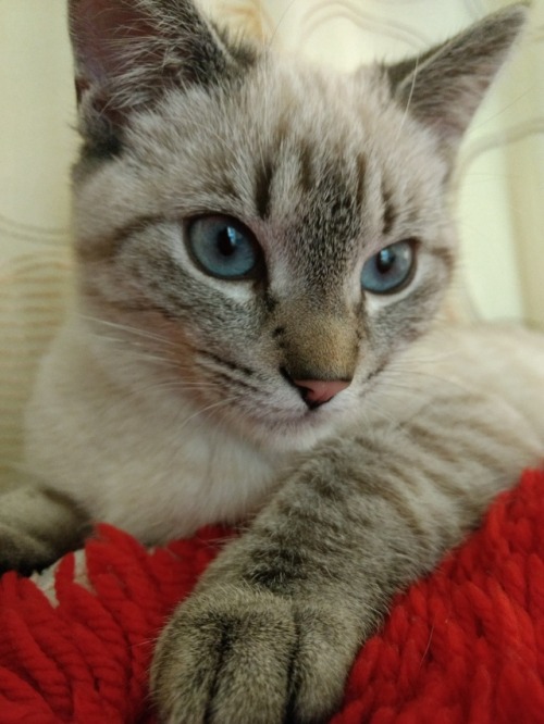 Camie would like to say hi! -Ooooooh!! Hello Camie! Wow these eyes and the fur colour are beautiful!