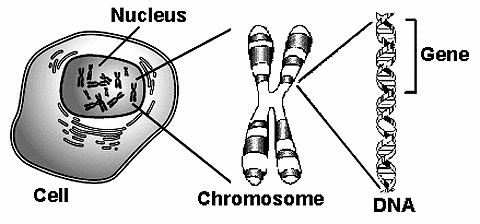 diagram of chromosome with gene