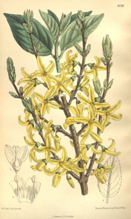 scientificillustration: Forsythia europaea Degen &amp; Bald. Curtis’s Botanical Magazine, 