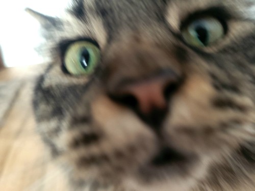 Y'all: So, How Them Pictures Of The Kitties Coming Along?..