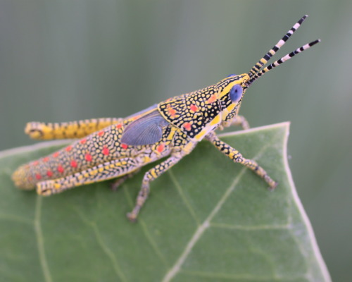 What’s this? A painted grasshopper (Poekilocerus pictus). Arty and awesome, right?