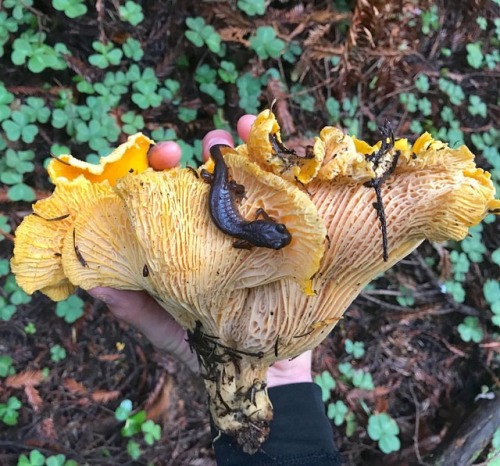 steepravine:One of my favorite nature finds ever - I spotted this huge golden chanterelle from a few