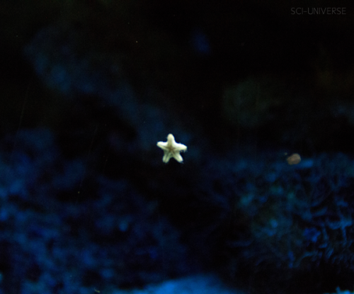 sci-universe:Tiny starfishes I captured in the aquariums of Artis Royal Zoo, Amsterdam