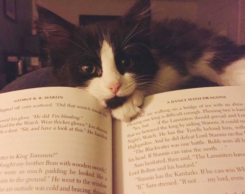 catsbeaversandducks:The Purrfect Bookmarks There’s nothing better than having a cat by your side whi