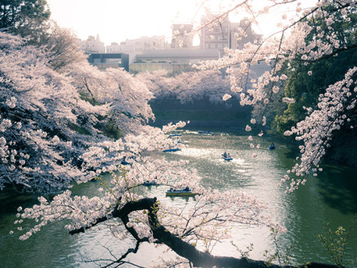 ponderation:  Chidorigafuchi in Spring by  Takeshi Tanaka