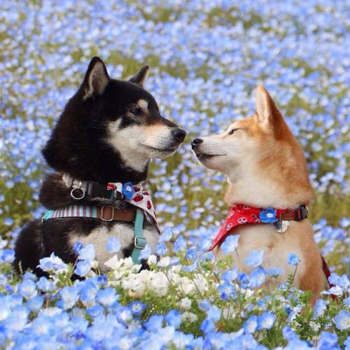 xalllleesaww: meltakposts: Photo by 柴犬 けんゆり literally my doggos