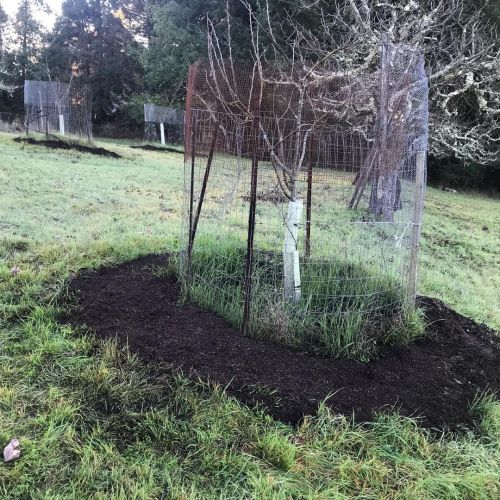 …topping the rings of broadforked soil with #compost. ⁣ ⁣ #fertility #soil #notillorchard #no