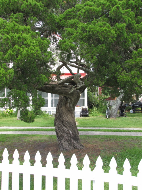 Ocracoke Island- Ocracoke Lighthouse Tree (taken 8/8/2013) Photo Of The Day 1/5/2014