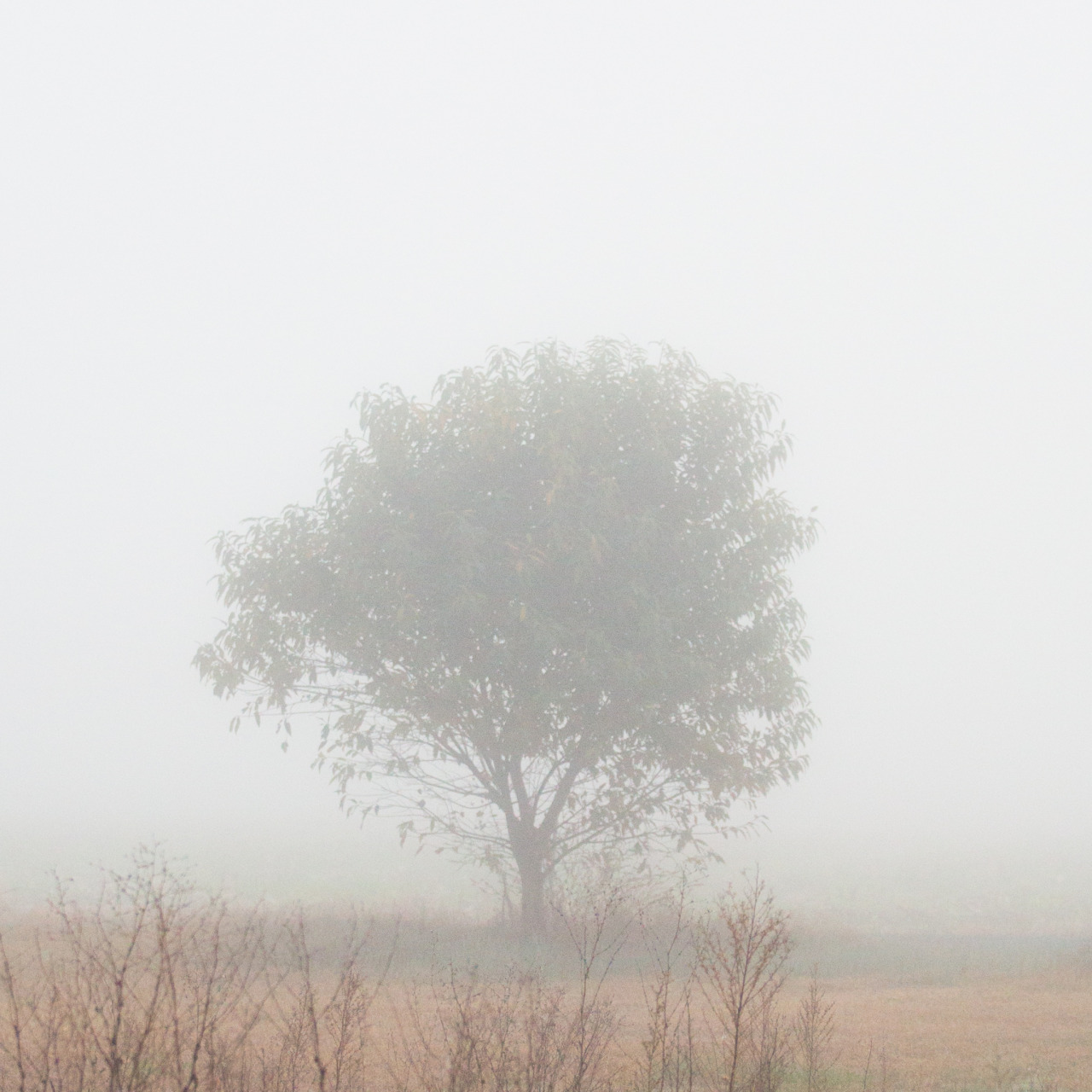 lauraepritchett:four iPhone photos, four seasons, one wild cherry tree.