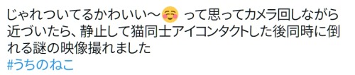 y-kasa:  横川ぽんぽこ: 「じゃれついてるかわいい〜☺️ って思ってカメラ回しながら近づいたら、静止して猫同士アイコンタクトした後同時に倒れる謎の映像撮れました #うちのねこ https://t.co/SqsVzFVqHZ」