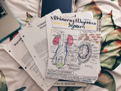 I accidentally added the digestive system for these notes lol