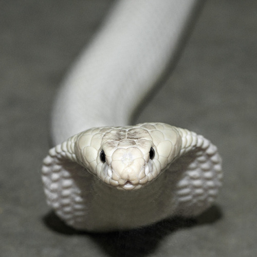 To sssselebrate Sssserpent Day we’re throwing it back to 2014 when a leucistic monacled cobra 