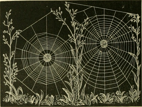 American spiders and their spinning work. A natural history of the