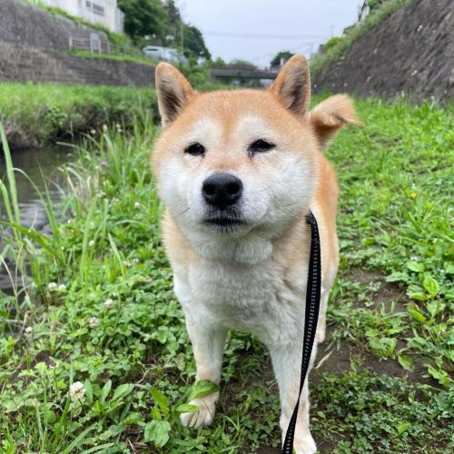 雨が降る前にお散歩に行ってきました 小麦さんのお腹の調子は少し良くなったような感じがしました #dog #doge #shiba #shibe #shibainu #shibastagram #kom