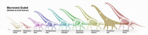 Scott Hartman Skeletal Diagram Size ScalesI don’t know about you but I really love size diagrams. Th