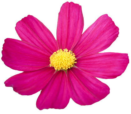 transparent-flowers:Cosmos bipinnatus. (x).