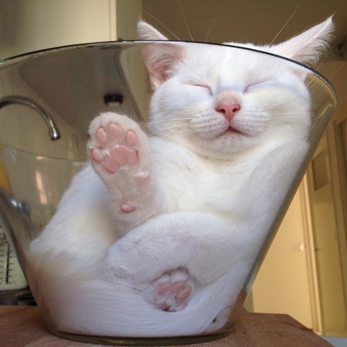 catsbeaversandducks: Glass Bowl Is The New Box Photos by Zappa The Cat - Via Love Meow