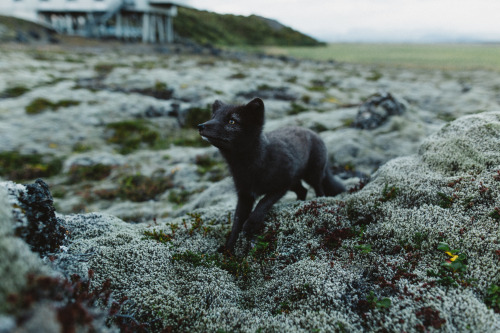 chriskerksieck:Loki The Fox, 2015. There are some memories that bring tears to my eyes. I remem