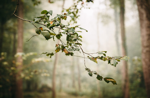 desomnis:Forest detailsby desomnisInstagram | Flickr | Tumblr | GettyImages