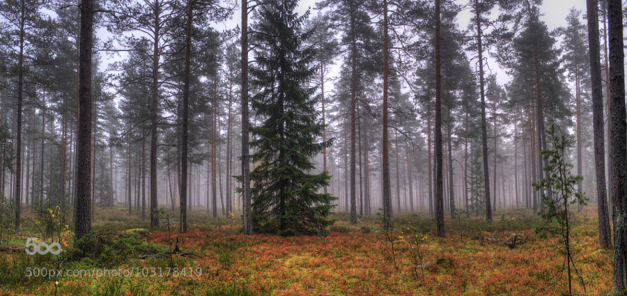kohalmitamas:  Туманный лес by ButThis 