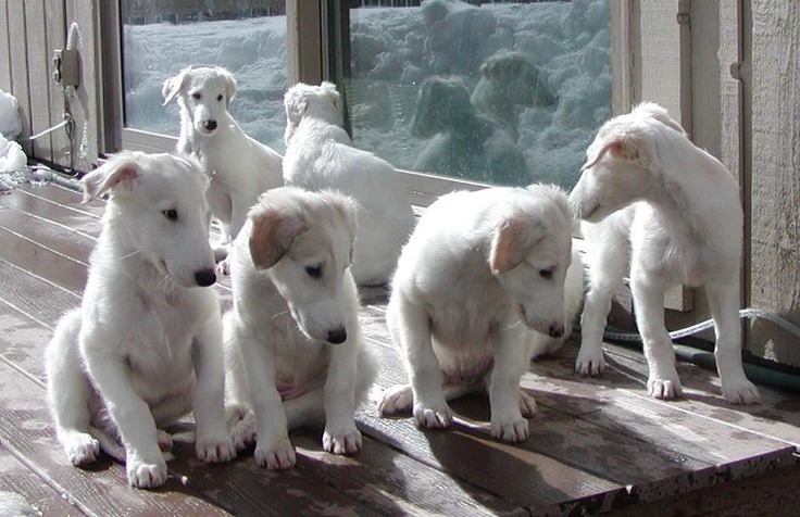 Borzoi Daily Borzoi Puppies Anotak Borzoi Kennel