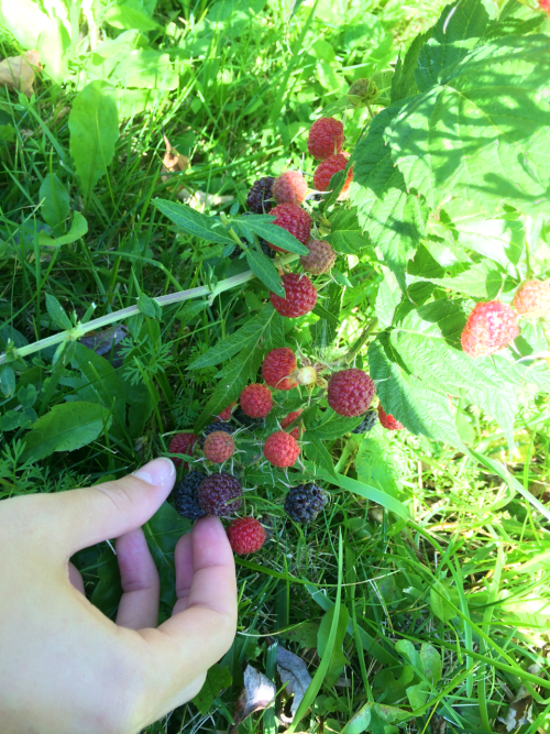 dreamliest: Wild blackberries taste like fireworks in your mouth