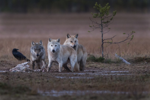 sisterofthewolves - Picture by Niclas Ahlberg Nature...