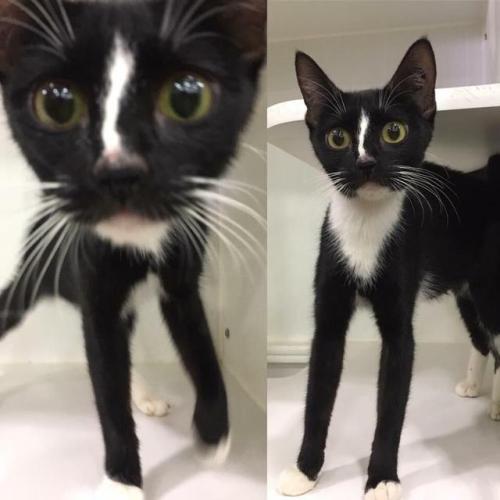 kitty-peach: yourfrontpage: This cat at my local rescue shelter has ridiculously long legs long boi