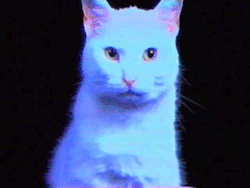 solarpoweredbottom:  On the dance for like
