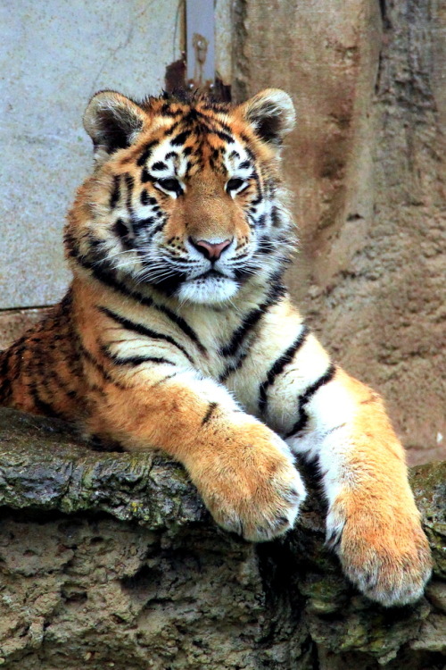 marcel-and-his-world: Calm. Ruhig. Tiger in Leipzig Zoo. 2015.