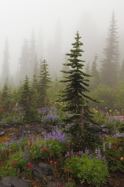 expressions-of-nature:  Misty Meadows | Sarah