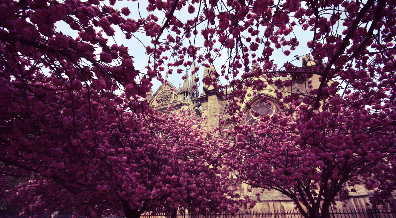 travelingcolors:  Paris | France (by Sebastian Fransson) 