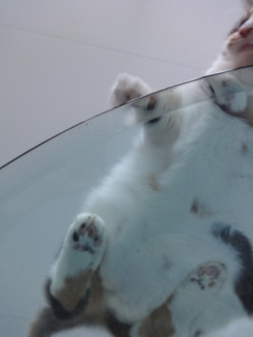 dixieandherbabies: Dixie and her babies. Merry Christmas!!!!  Here are some beans!!!  You’re welcome, 