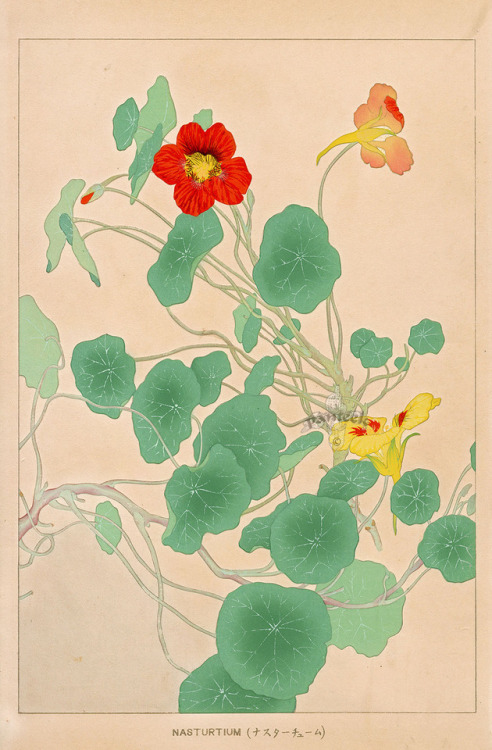 fujiwara57: “Flowers of Japan“ deChigusa Sōun 千種掃雲 (1873 - 1944).Source :panteek