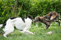 the-pasta-pack:  Dancing doggos.