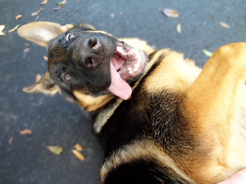 germanshepherddogs:  mainenaturegreyhounds:  That’s not a Greyhound…That’s Rocko: What can I say, I fell in love with Rocko while visiting with Mom, in Florida. Rocko belongs to Mom’s neighbor, Joe, and is a gorgeous 4 month old German Shepherd