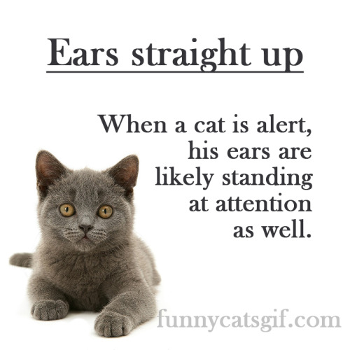 http://funnycatsgif.com/cat-body-language-15-ways/Cat Body Language — 15 ways to understand your fri