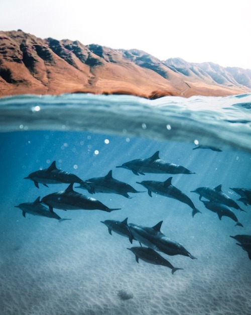 nolanomura:  Steady Swimming