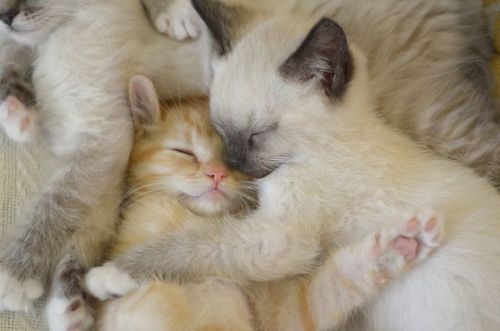 Cats