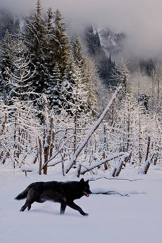wolveswolves:  By Konni