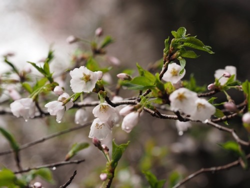 Snow &amp; Yoitino CherryblossomsYoitino Yamagata-gun Hiroshima prefecture, Japan. OLYMPUS E-M5And, 