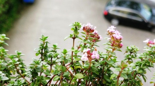 blooming balcony thyme