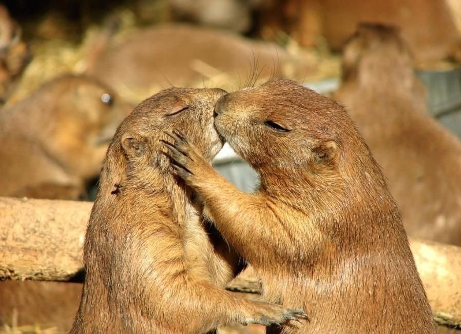 otakusiren:  In honor of Earth Day, here is a photo set of some loving animal couples