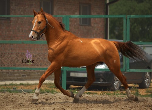 russianhorses:Don Horse stallion Grebok (”A stroke of the oar“)